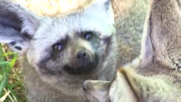 Bat Eared Fox Playing Friend — Wideo stockowe