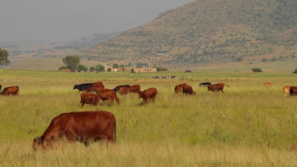 Cattle Grazing Fields — Stockvideo