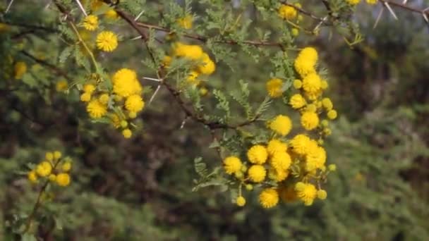 Akacja Rośnie Pustyni Kalahari — Wideo stockowe