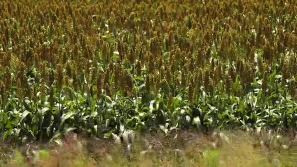 Sorghum Crops Growing Orange Free State — 비디오
