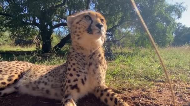 Close Cheetah Relaxing Hot Sunny Day Pure Nature Safari Park — Video Stock