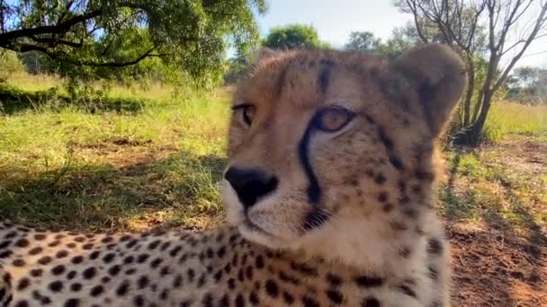 Close Portrait Cheetah Face Relaxing Hot Sunny Day Pure Nature — Stock Video