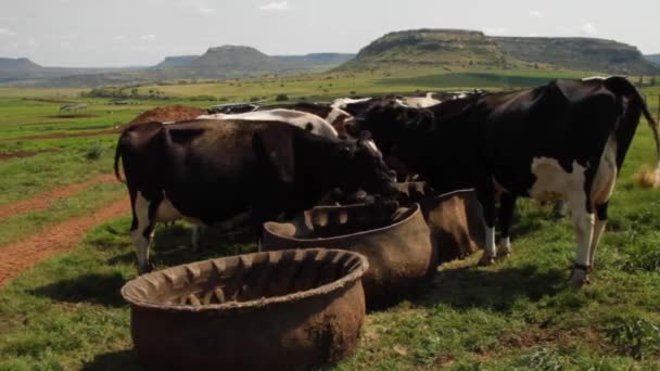 Cows Grazing Trough — Stockvideo