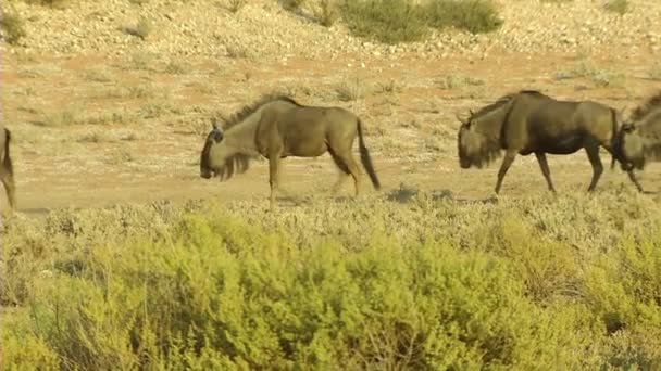 Gnus Laufen Durch Die Wüste — Stockvideo