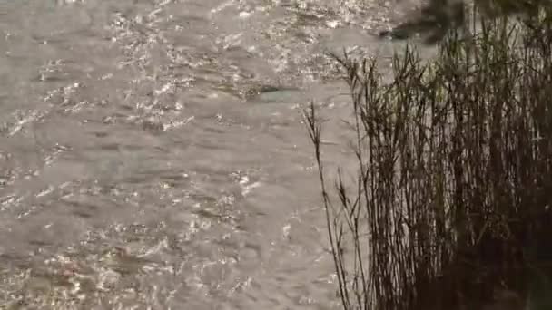 Vaal River Free State — Video Stock