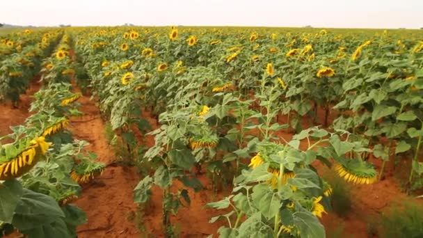 Reihen Von Sonnenblumen Für Angebaut — Stockvideo