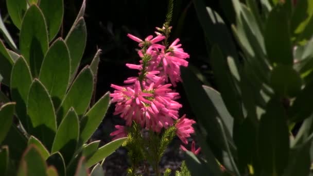 Erica Growing Botanical Garden — Stock Video