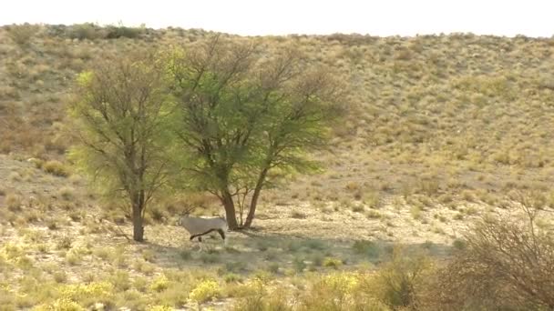 Gemsbok Στο Διασυνοριακό Πάρκο Kalahari — Αρχείο Βίντεο