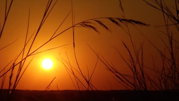 Grasflächen Sonnenuntergang — Stockvideo