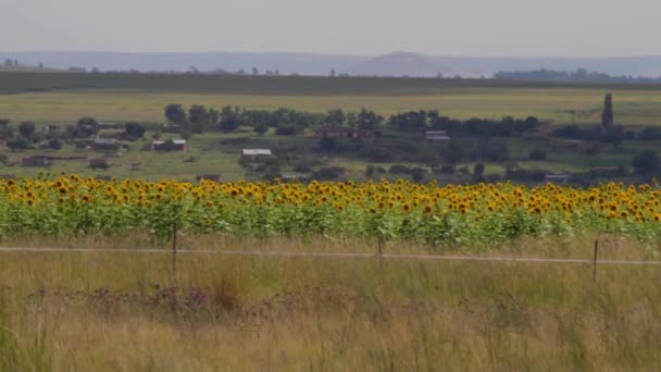 Sunflower Fields Free State — Video