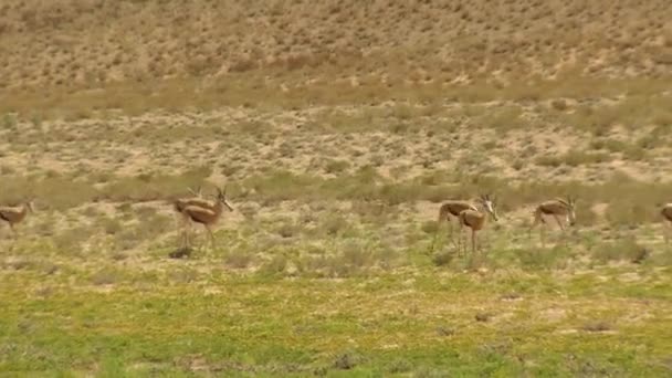 Springbok Περπάτημα Μέσα Από Την Έρημο — Αρχείο Βίντεο