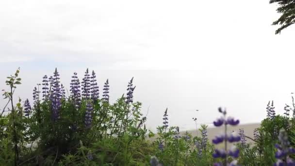 Couple Walking Lookout Spot Overlooking Beach Kenai Alaska — Stock video