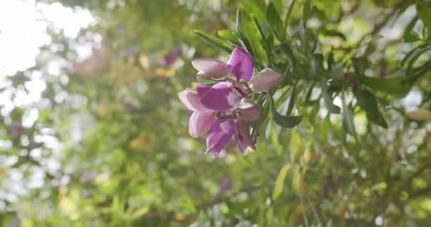 Close Shot Beautiful Purple Flower Tree Capri Italy Sunny Morning — Αρχείο Βίντεο