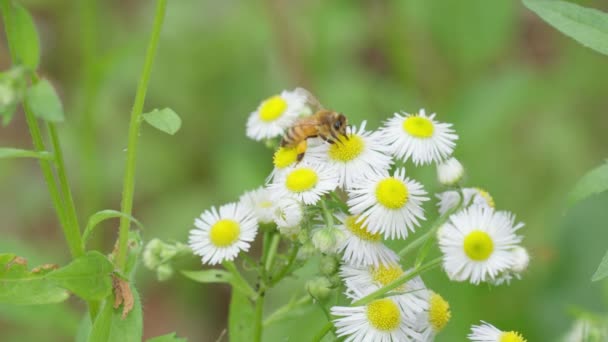 Honey Bee Pollinating Camomile White Daisy Bush — Vídeos de Stock