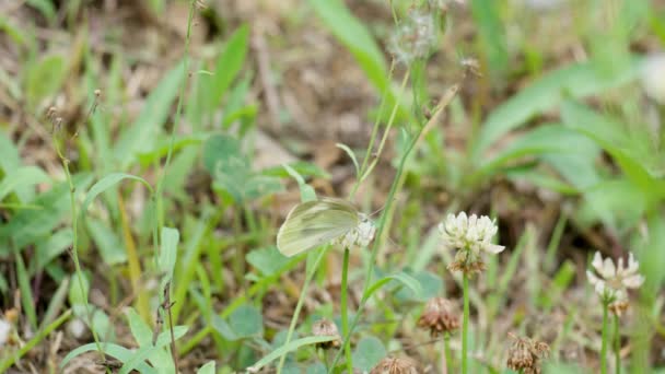 Bílý Motýl Artogeia Rapae Usazený Květy Jetele Divoké Louce Makro — Stock video