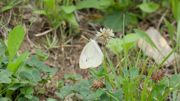 Mariposa Col Blanco Artogeia Rapae Néctar Alimentación Flor Trébol Blanco — Vídeo de stock