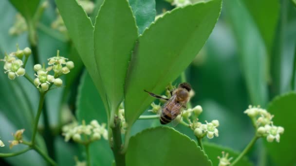 Wild Honey Bee Euonymus Japonicus Blooming Bud Slow Motion — Vídeo de Stock