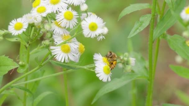 Honing Een Kamillebloem — Stockvideo