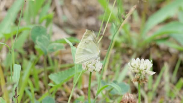 Бабочка Artogeia Rapae Питается Белым Клевером Крупным Планом — стоковое видео