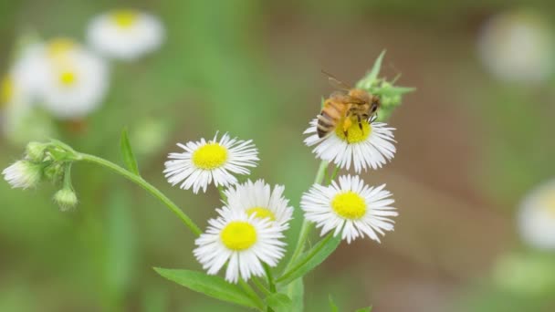 Honey Bee Pollen Legs White Daisy Bush — Stockvideo