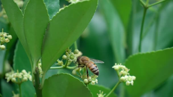 Euonymus Japonicus Beyaz Çiçekli Arısı Kore Nektar Polen Topluyor Doğal — Stok video