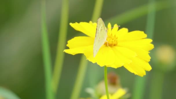 Butterfly Colias Poliographus Yellow Coreopsis Tickseed Flower Eating Pollen — Vídeo de Stock