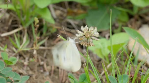 Artogeia Rapae Butterfly White Wildgrass Clover Close — Vídeo de stock