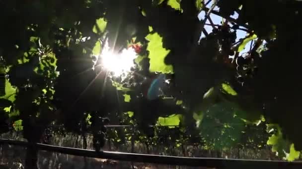 Vineyards Western Cape — Video