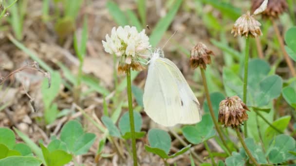 Col Blanco Artogeia Rapae Mariposa Flor Trébol Blanco Primer Plano — Vídeo de stock