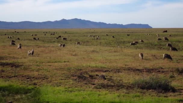 Karooの羊の養殖 — ストック動画