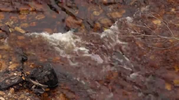 在雨林里的山间溪流 — 图库视频影像