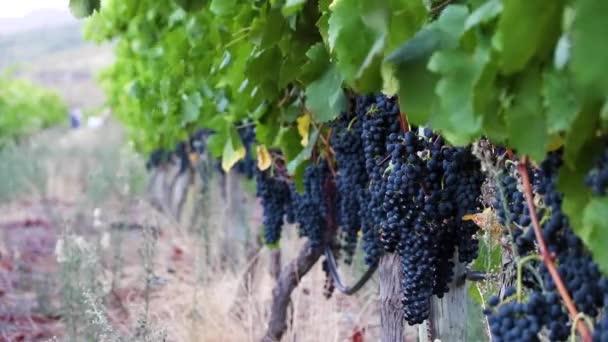 Napa Valley Vineyards Season — ストック動画