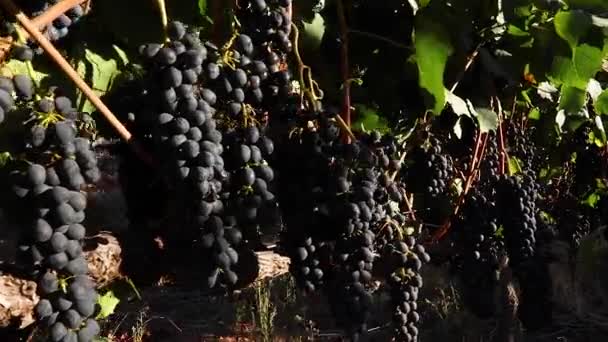 Виноградники Західного Мису — стокове відео