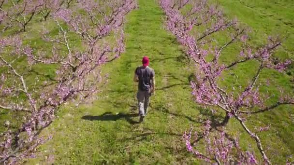 Farmer Walk His Orchard Full Bloom Aerial — Video