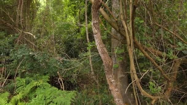 Ferns Growing Forest Floor — Wideo stockowe