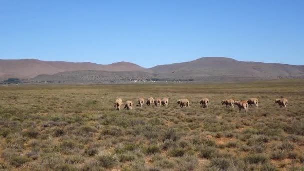Sheep Farming Central Karoo — Stockvideo