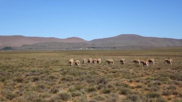 Cría Ovejas Karoo Central — Vídeos de Stock