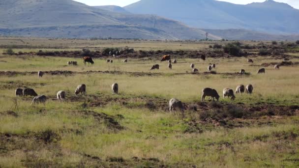 Sheep Farming Great Karoo — Vídeo de Stock