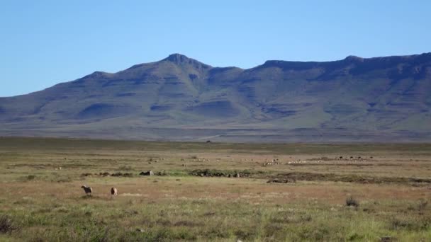 Sheep Farming Central Karoo — Stock videók