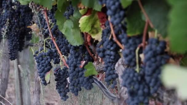 Vigneti Dell Africa Meridionale Cabernet — Video Stock