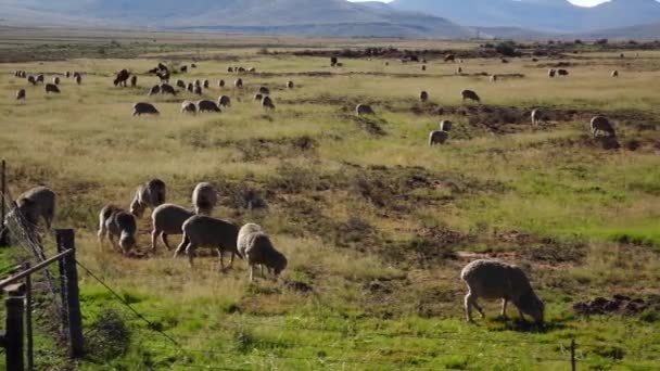 Εκτροφή Προβάτων Στο Karoo — Αρχείο Βίντεο