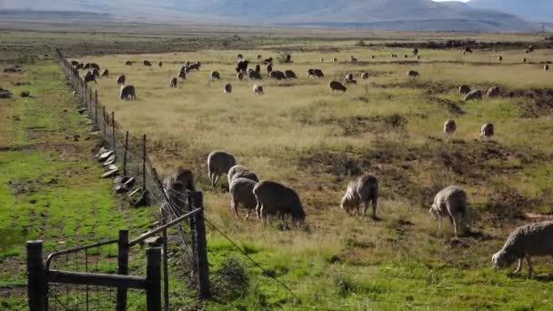 Sheep Farming Central Karoo — Stock Video