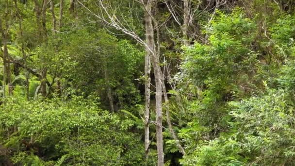 Ferns Growing Rain Forest — Wideo stockowe