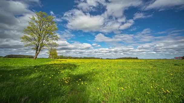 Bloemrijke Koolzaad Biobrandstof Bron Taraxacum Timelapse — Stockvideo