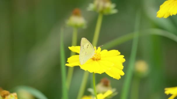 Borboleta Colias Poliographus Alimentando Flor Amarela Macro — Vídeo de Stock