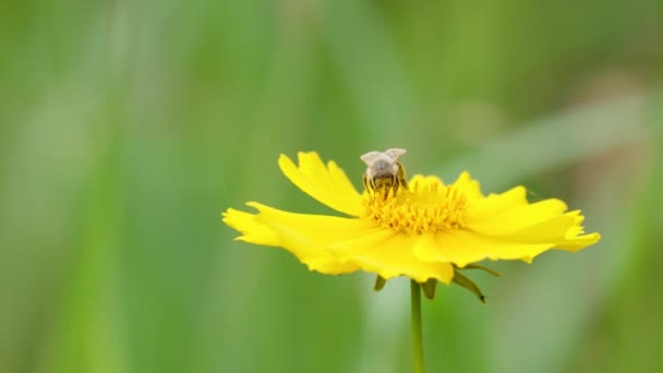 Honey Bee Collecting Pollen Yellow Coreopsis Flower Blurred Background Macro — Vídeo de Stock