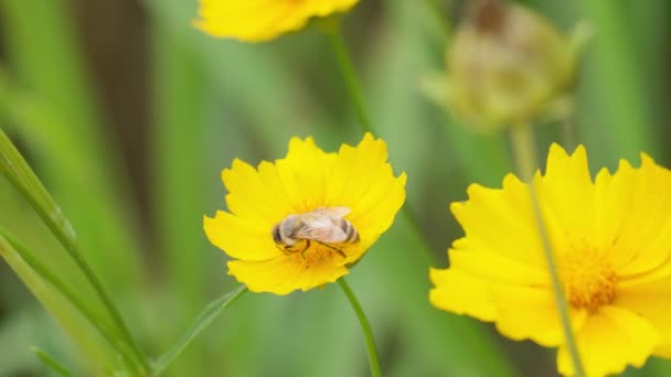 Close Honey Bee Collecting Nectar Pollen Yellow Coreopsis Flower — Stockvideo