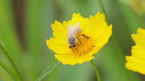Honey Bee Tickseed Yellow Flower Lance Leaved Coreopsis Garden Selective — Vídeo de Stock