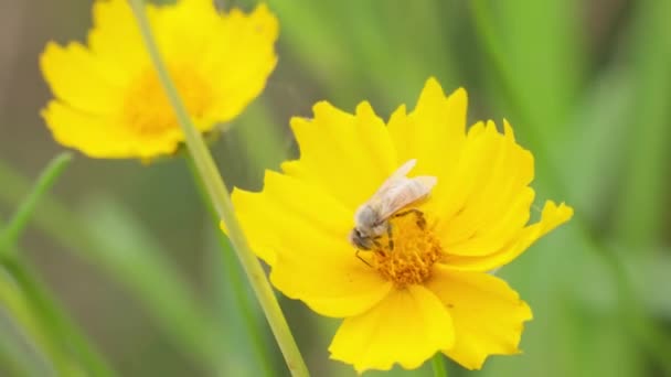 Bee Busily Collecting Nectar Yellow Flower Proboscis Tickseed — Stockvideo
