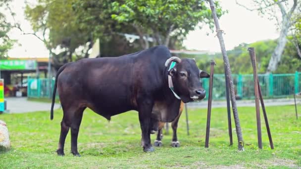 Stationary Footage Two Cows Wandering Park Black Cow Looking Afar — Stockvideo